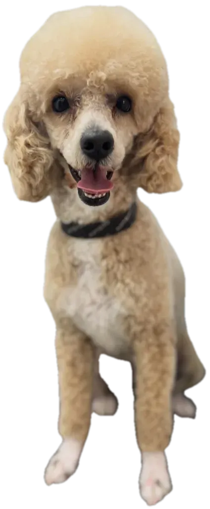 Tula, caniche albaricoque, sentada tras su sesión de peluquería