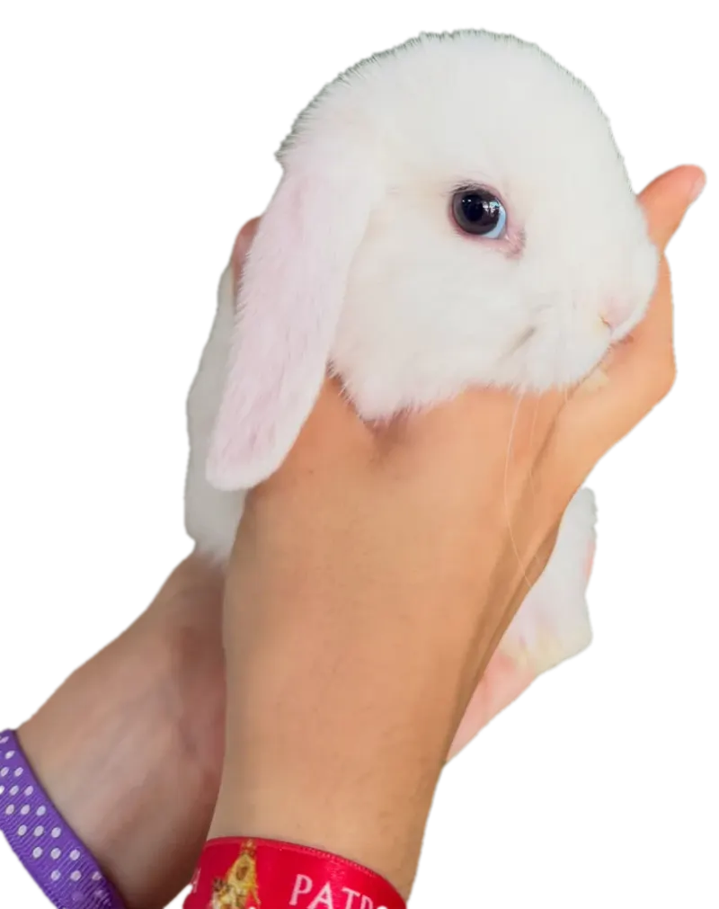 Conejito belier blanco de orejas caídas