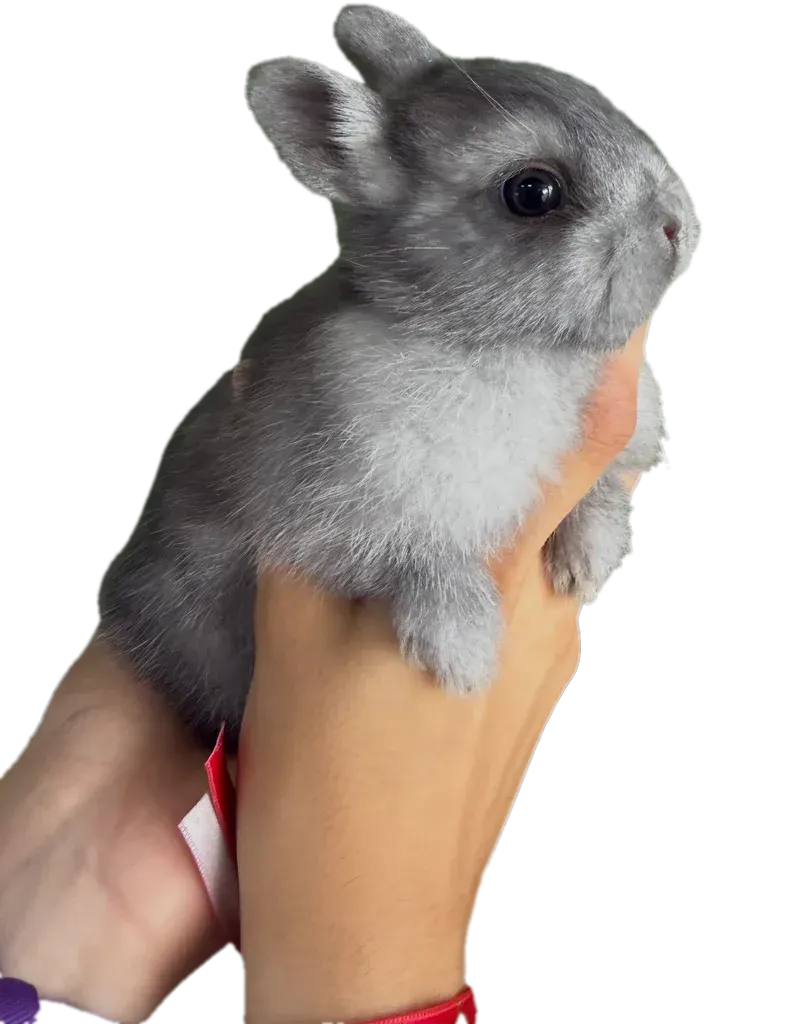 Conejito enano gris