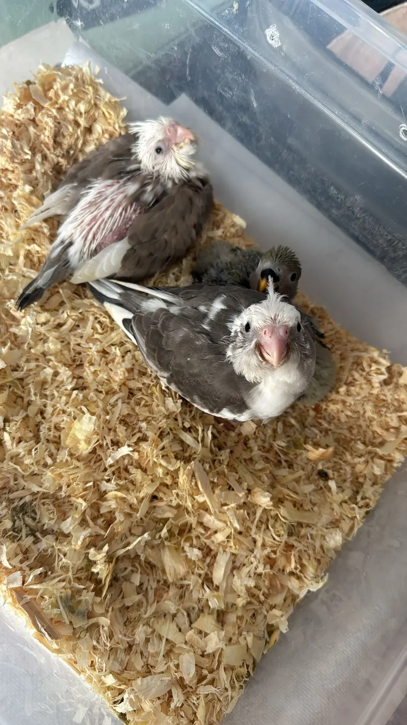 Pájaros en la tienda