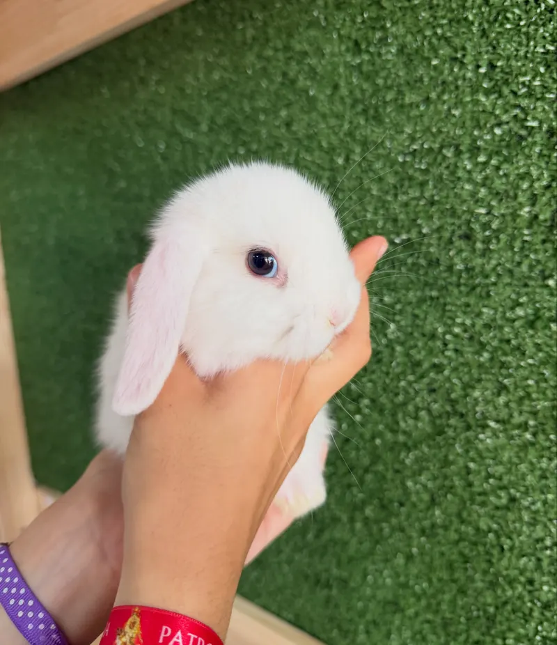 Conejito mini lop en la tienda