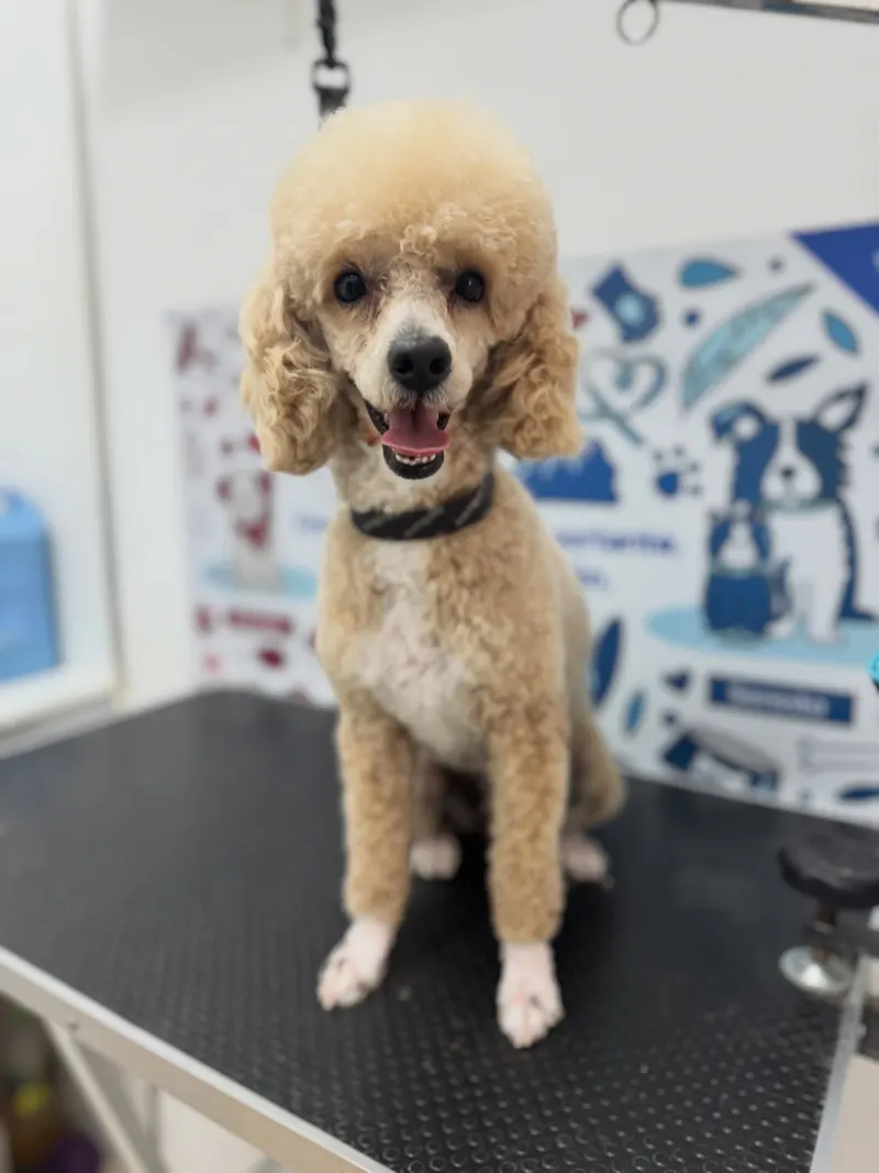 Tula, caniche color albaricoque, recién peinada con corte teddy