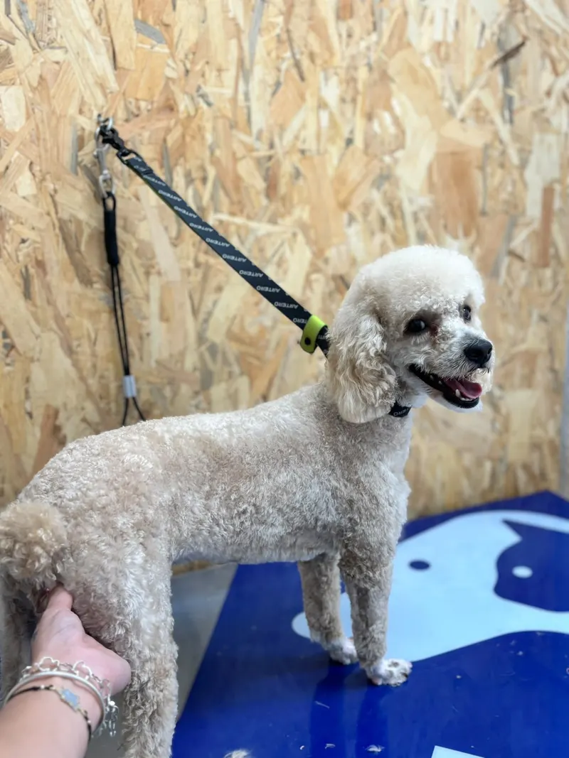 Tula de perfil con su corte teddy
