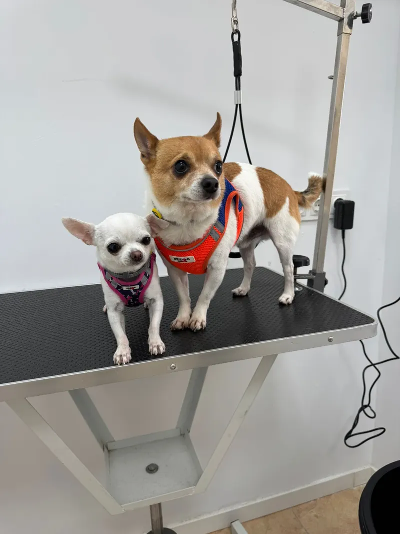 Dos chihuahuas sobre la mesa de peluquería