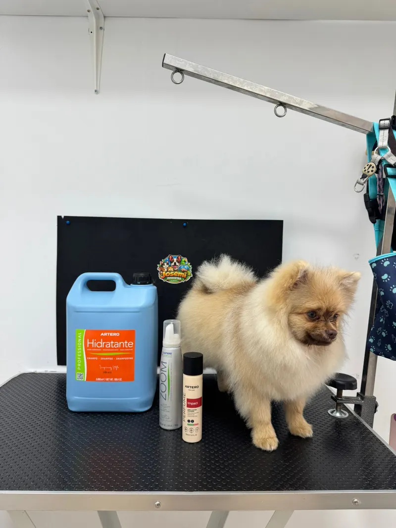 Pomerania blanco sobre la mesa de peluquería