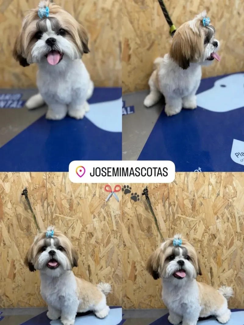 Shih tzu con lacito azul tras su corte, en cuatro posturas